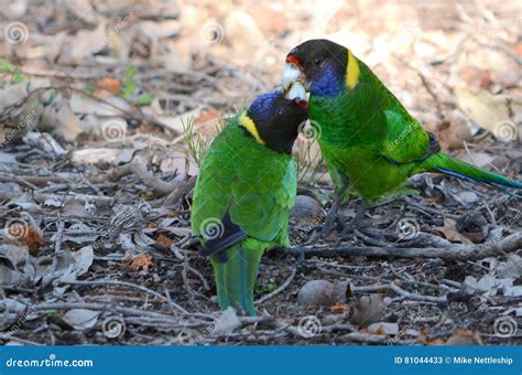 Parakeets Are Kissing Royalty Free Stock Photo