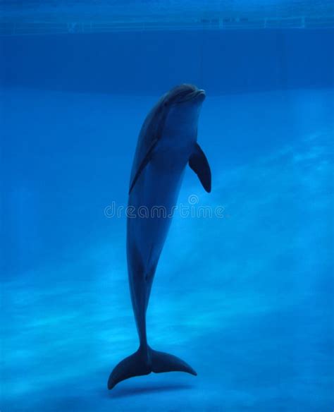 Dolphin In Aquarium Stock Image Image Of Tail Mammal 7011075