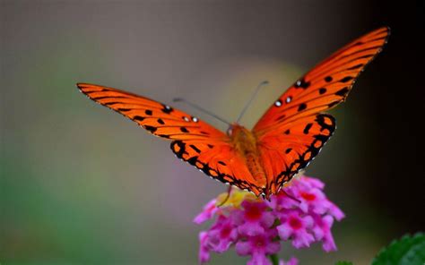 Red Butterfly Wallpapers Wallpaper Cave