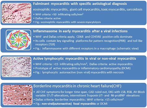 Myocarditis, also known as inflammatory cardiomyopathy, is inflammation of the heart muscle. Frontiers | Cardio-Immunology of Myocarditis: Focus on ...