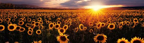 Linkedin background image dimensions, templates, design guide and images to you can see how the linkedin background image is hidden by the profile picture depending on the different displays by looking at the following. Earth/Sunflower LinkedIn Background - ID: 130041 - Cover Abyss