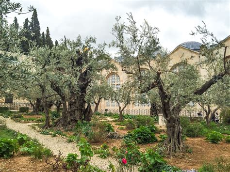 Garden Of Gethsemane What To See In Israel Omega Tours And Travel