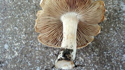 Id Please Ohio Mushroom Mushroom Hunting And Identification