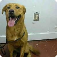 The humane society of forsyth county, ga provides shelter, food, veterinary care, and lots of tlc while the dogs and cats in our care wait for. Atlanta, GA - Golden Retriever/Husky Mix. Meet Kibbles a ...