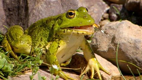 Cool Frog Facts