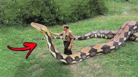 10 Biggest Snakes Ever Discovered In The World Youtube