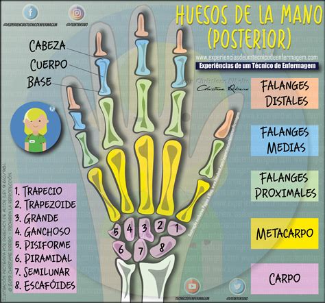 Los huesos de la mano: Conociendo su Anatomía | Enfermería Ilustrada