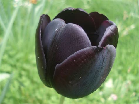 Black Tulips Wallpaper 1024x768 66263