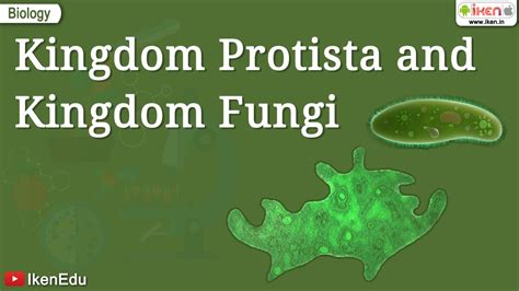 Kingdom Protista And Kingdom Fungi Class 11 Biology Iken Youtube Free