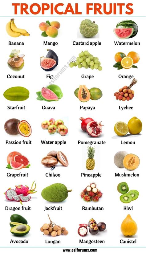 List Of Fruits List Of 40 Popular Fruit Names With Fruit List List