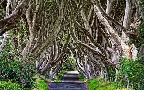 Travel Trip Journey The Dark Hedges A Magical Tree