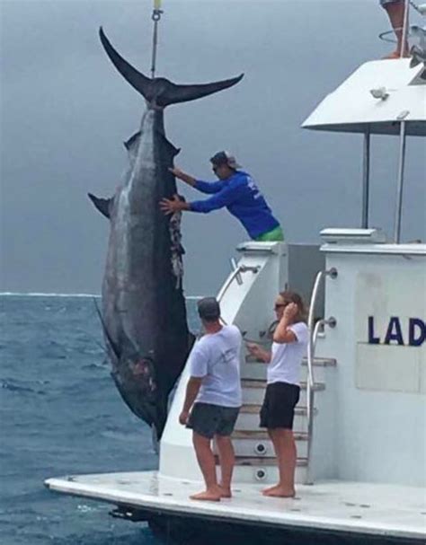 Aussie Fishing Captain Hauls In 11 Foot Long 1117 Pound Black Marlin