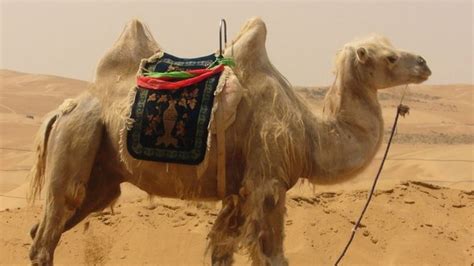 Camellos Descubre 7 Curiosidades De Este Animal
