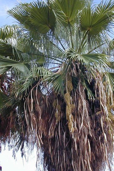 ❀ tout savoir sur palmier de californie (washingtonia robusta) ❀ entretien, multiplication, besoin washingtonia robusta est une espèce de palmier de la famille des arecaceae. Palmier du Mexique, Washingtonia robusta : planter ...
