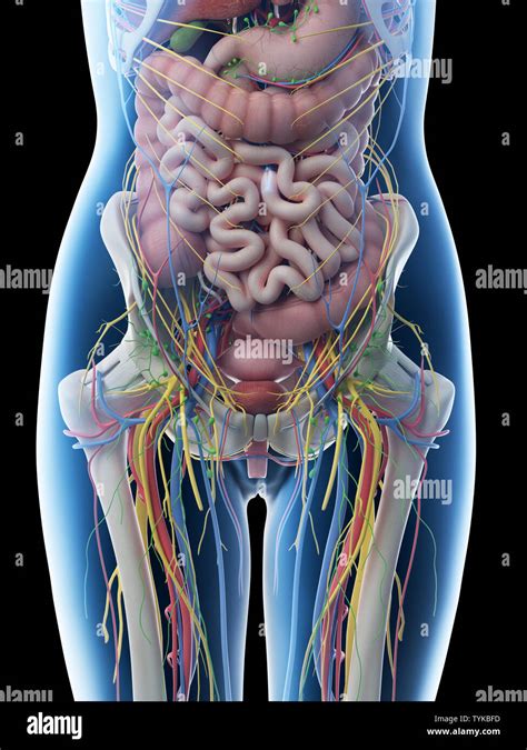 3d Rendered Illustration Of A Females Abdominal Anatomy Stock Photo Alamy
