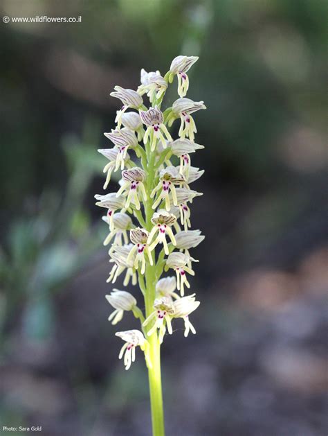 Orchis galilaea