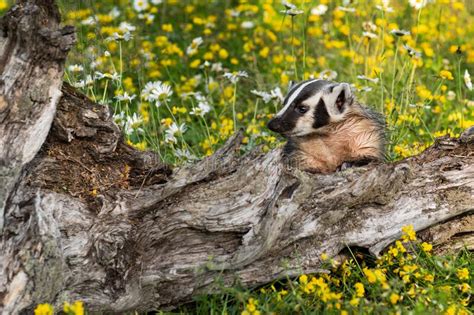 North American Badger Taxidea Taxus Cub Leans On Log Looking Left