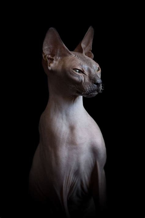 Sphynx Cat Portraits Show What‘s Really Happening Beneath All That Fur