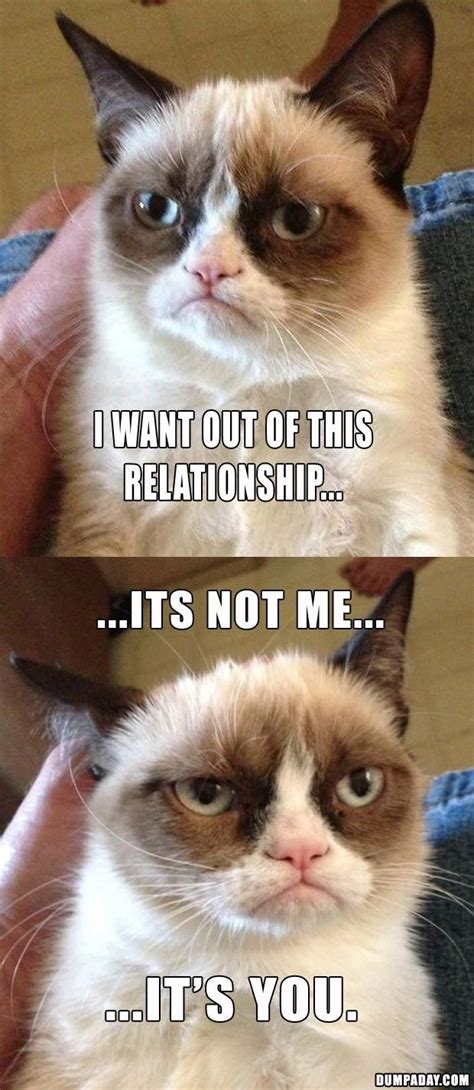 The Best Of Angry Cat 15 Pics Grumpy Cat Angry Cat Grumpy Cat
