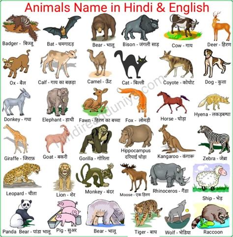 100 Animals Name In Hindi And English With Pictures जानवरों के नाम