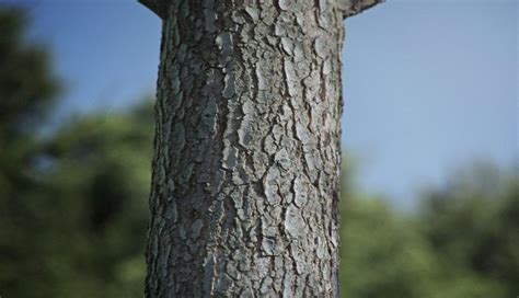 How Pine Bark Could Changes Your Life Tree Tree Bark