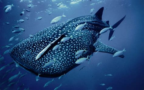 A Spotted Whale Shark In Australia These Gentle Giants Filter Feed