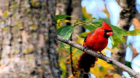 Animal Cardinal Hd Wallpaper