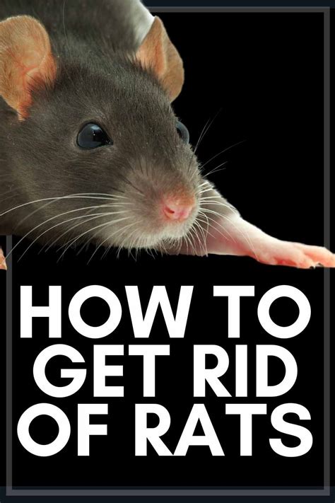 How To Get Rid Of Rats Fast In 2021 Getting Rid Of Rats Getting Rid