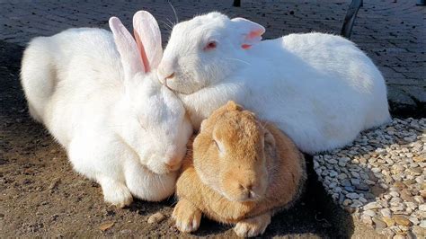 A Sweet Rescued Bunny Trio Youtube
