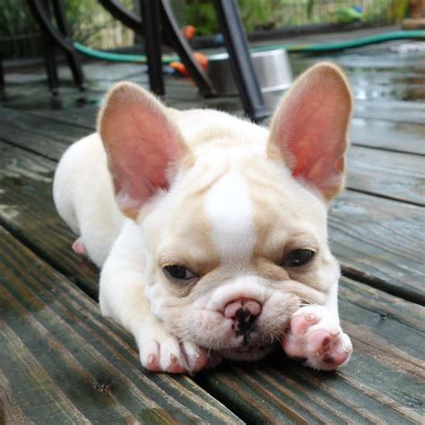 They have a solid coat with the signature eggshell color seen in the base of the though they're not as popular as the brindle or pied, the fawn frenchie is still a very attractive french bulldog. Fawn French Bulldog. Love this colour. | Random things I Love