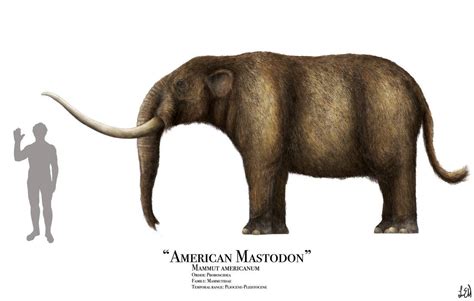 American Mastodon by PrehistoryByLiam | Prehistoric wildlife, Ancient