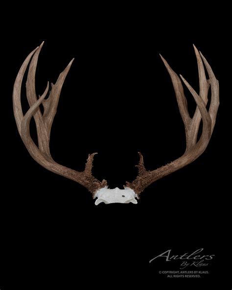 Grand Fork Mule Deer Antlers By Klaus