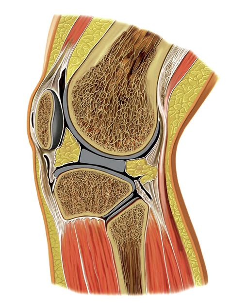 Knee Joint By Asklepios Medical Atlas