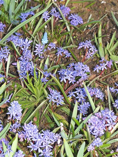 Scilla Bifolia Cotswold Garden Flowers