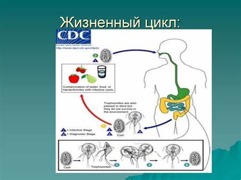 Диета 5 лямблиоз Лямблиоз. Вегетативная форма - презентация онлайн Лямблиоз. Вегетативная форма - презентация онлайн Диета 5 лямблиоз