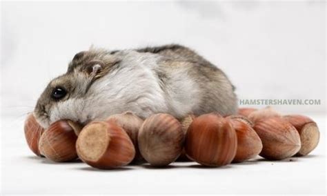 Can Hamsters Eat Hazelnuts Aka Filberts Hamsters Haven
