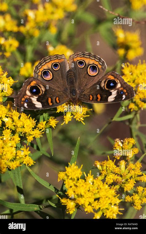 Buckeye Butterflies Hi Res Stock Photography And Images Alamy