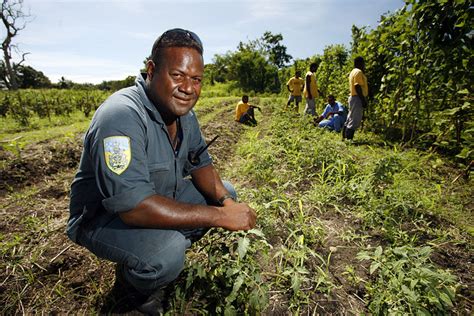 Sustainable Agriculture In The Solomon Islands The Borgen Project