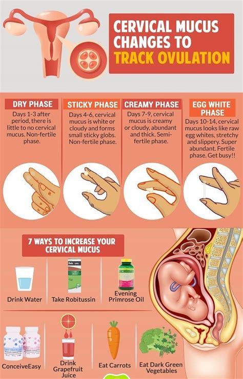 7 Quick Ways To Increase The Fertility Of Your Cervical Mucus