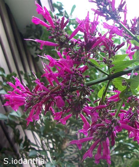 Is there a consensus on the best salvia vendor in the us? Tall Salvias - Victorian Salvia Study Group
