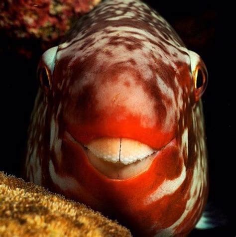 Parrot fish scientific name is hoplarchus psittacus, which is also the scientific name for the parrot cichlid. MyAquariumDepot.com | Parrot fish, Fish, Saltwater ...