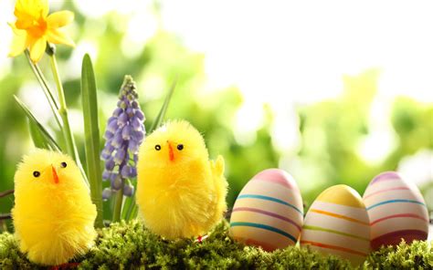 Easter Full Hd Wallpaper And Background Image 1920x1200 Id407833