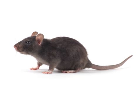 Our technicians help inspect and. Ex-O-Pest Jamaica Pest Control