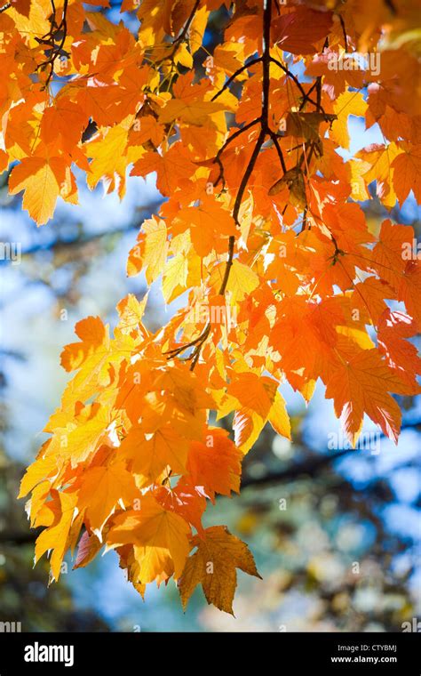 Autumn Maple Tree Twig Closeup In City Park Stock Photo Alamy