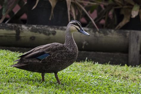 Grey Duck Pārera New Zealand Birds Online