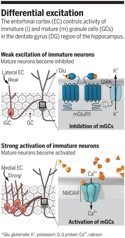 Adult Born Neurons In Brain Circuitry Science