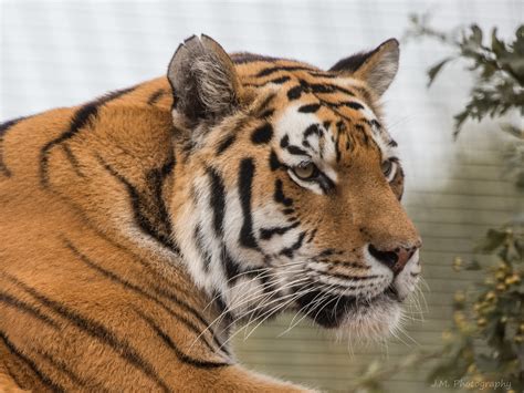Sibirischer Tiger Panthera Tigris Altaica Foto And Bild Tiere