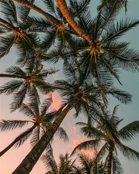 The Best Aesthetic Wallpaper Palm Tree