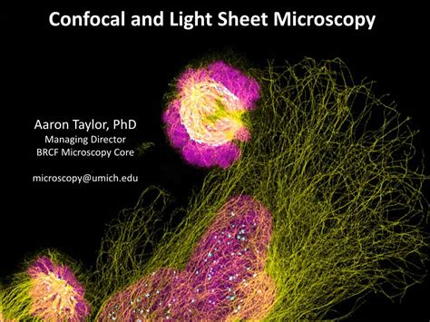 Confocal And Light Sheet Microscopy Docslib