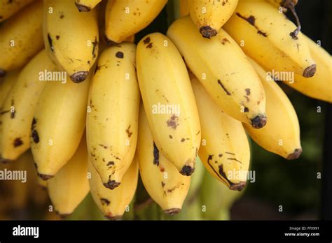 Las Frutas Nombre Botánico De Banano Musa Paradisíaca Familia